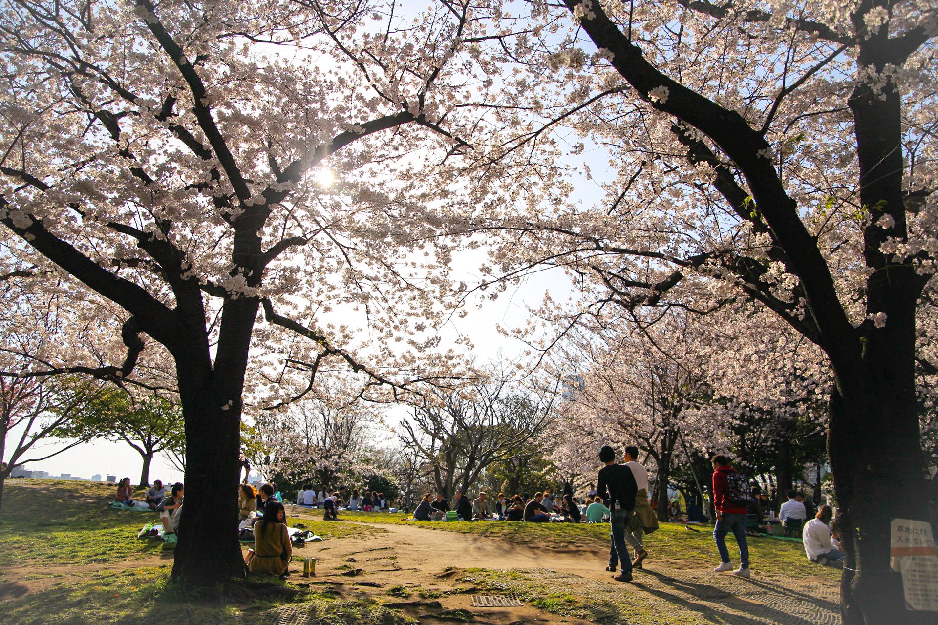 桜。さくら。sakura