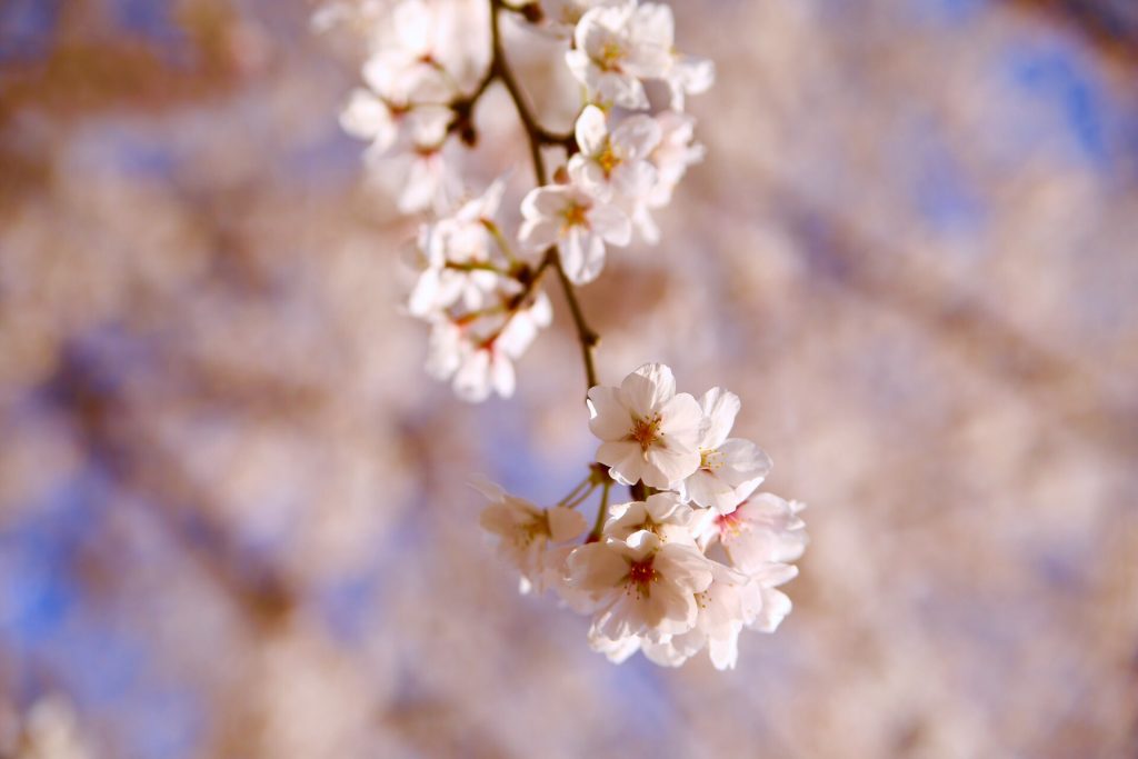 ３月２１日２２日は。。。