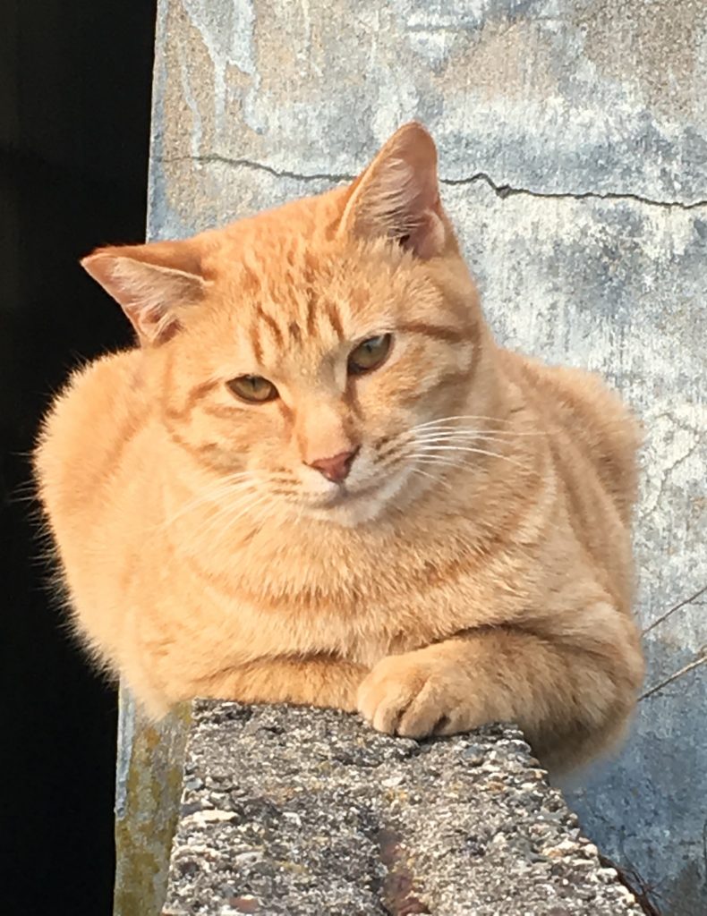 前回の猫飼いたいブログにて。ローランでなんと猫発見！！！